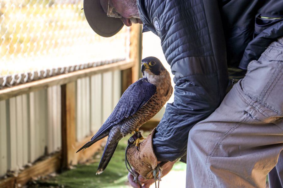 Pauline, who lives in an aviary at the Smylies’ house, is due to be artificially insemenated with sperm from another captive-bred New Mexico falcon soon. She’s appeared in dozens of educational events.