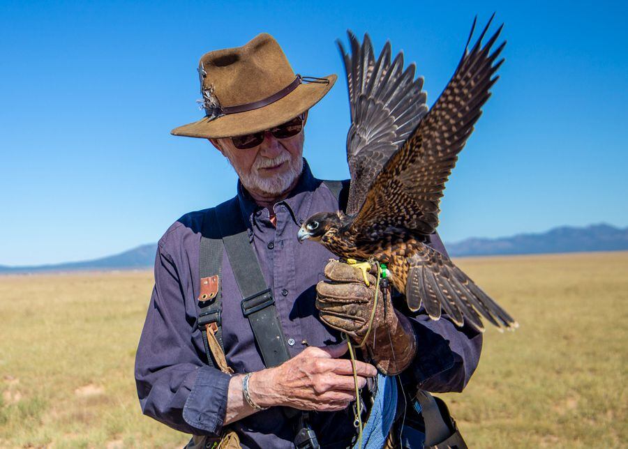 Tom Smylie prepares to fly Maverick, a year-old peregrine tiercel, on the King Ranch near his Edgewood home.